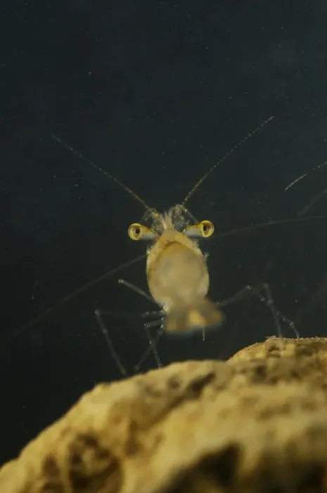 Framed Print : Pond Shrimp (Palaemonetes antennarius) adult, on rock underwater, Italy, july