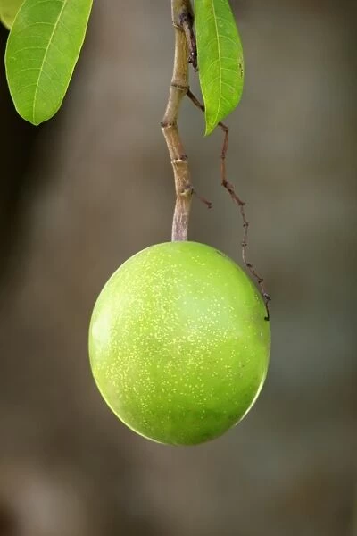 Pong-pong (Cerbera odollam) close-up of fruit, Kota Kinabalu, Sabah, Borneo, Malaysia