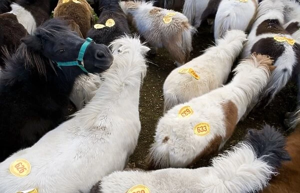 Ponies with auction numbers in pen at sale, New Forest, Hampshire, England, october