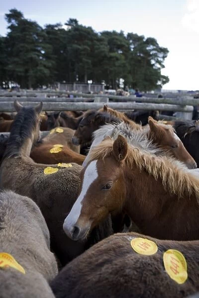 Ponies with auction numbers in pens at sale, New Forest, Hampshire, England, october