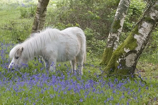 Pony, adult, grazing amongst bluebells in woodland, Caerlaverock, Dumfries and Galloway, Scotland, spring