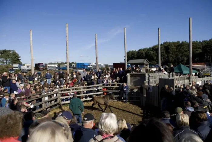 Framed Print : Pony in auction ring at sale, New Forest, Hampshire, England, october Framed Print : Pony in auction ring at sale, New Forest, Hampshire, England, october