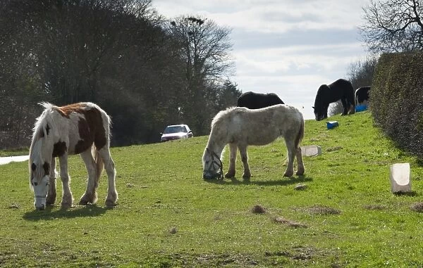 Pony, Irish Cob (Gypsy Pony), adults, grazing, tethered on roadside verge, near York, North Yorkshire, England, march