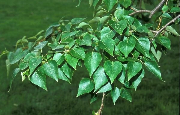Poplar Balsam Western (Populus trichicarpa) Leaf