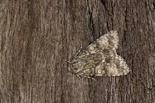 Poplar Grey Moth (Acronicta megacephala) adult, resting on bark, Oxfordshire, England, July