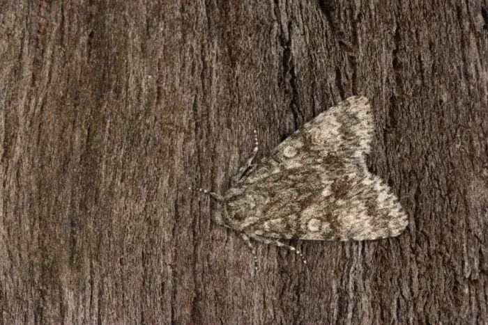 Framed Print : Poplar Grey Moth (Acronicta megacephala) adult, resting on bark, Oxfordshire, England, July Framed Print : Poplar Grey Moth (Acronicta megacephala) adult, resting on bark, Oxfordshire, England, July