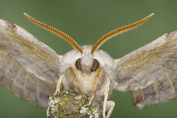 Poplar Hawkmoth (Laothoe populi) adult, close-up of head, Essex, England, july