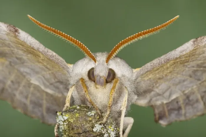 Framed Print : Poplar Hawkmoth (Laothoe populi) adult, close-up of head, Essex, England, july