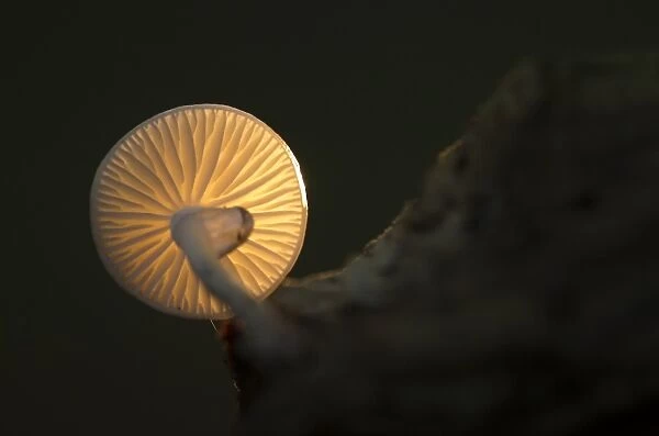 Porcelain Fungus (Oudemansiella mucida) fruiting body, backlit from underneath, Nottinghamshire, England, November