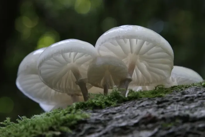 Framed Print : Porcelain Fungus (Oudemansiella mucida) fruiting bodies, growing on dead wood, Leicestershire, England, september Framed Print : Porcelain Fungus (Oudemansiella mucida) fruiting bodies, growing on dead wood, Leicestershire, England, september