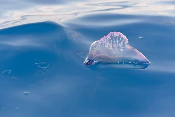 Portuguese Man of War (Physalia physalis) floating on ocean surface, Azores, June