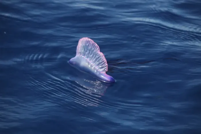 Framed Print : Portuguese Man of War (Physalia physalis) floating on ocean surface, Azores, august Framed Print : Portuguese Man of War (Physalia physalis) floating on ocean surface, Azores, august