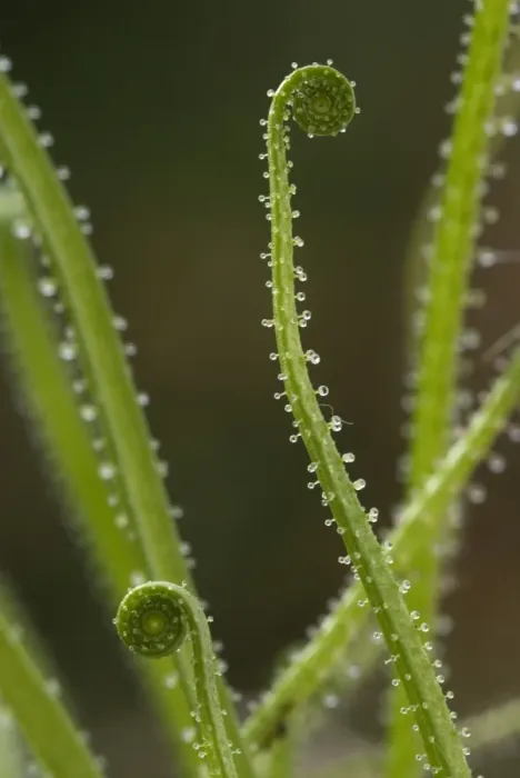 Framed Print : Portuguese Sundew (Drosophyllum lusitanicum) close-up of new leaves, glandular hairs on leaf with sticky mucilage Framed Print : Portuguese Sundew (Drosophyllum lusitanicum) close-up of new leaves, glandular hairs on leaf with sticky mucilage