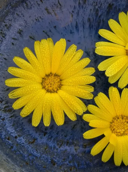 Framed Print : Pot Marigold (Calendula officinalis) close-up of flowers, against blue background of glazed bowl Framed Print : Pot Marigold (Calendula officinalis) close-up of flowers, against blue background of glazed bowl