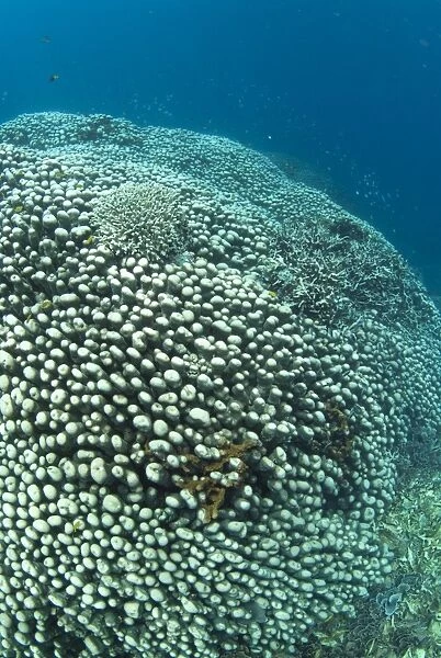 Potato Coral (Platygyra sinensis) colony, Pulau Putus, Lembeh Straits, Sulawesi, Sunda Islands, Indonesia, February