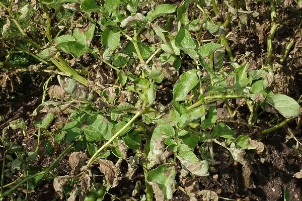 Potato late blight, Phytophthora infestans, damage to potato plants in a vegetable plot, Hampshire, England, August