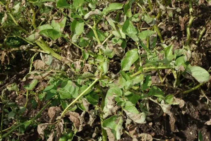 Framed Print : Potato late blight, Phytophthora infestans, damage to potato plants in a vegetable plot, Hampshire, England, August Framed Print : Potato late blight, Phytophthora infestans, damage to potato plants in a vegetable plot, Hampshire, England, August