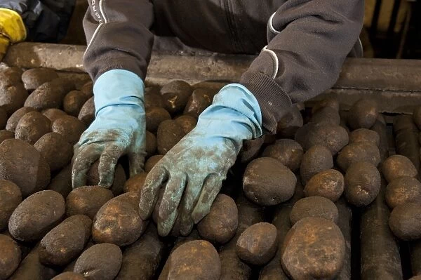 Potato (Solanum tuberosum) crop, workers sorting harvested tubers, Ormskirk, Lancashire, England, march