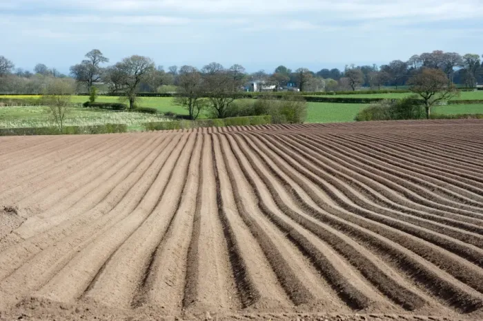 Framed Print : Potato (Solanum tuberosum) crop, ridged field, Eaton, Cheshire, England, april