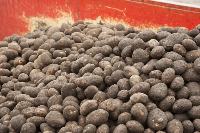 Framed Print : Potato (Solanum tuberosum) crop, loading harvested tubers on trailer ready for sorting, Ormskirk, Lancashire, England