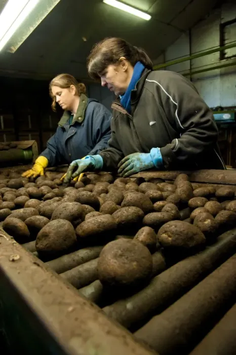 Framed Print : Potato (Solanum tuberosum) crop, workers sorting harvested tubers, Ormskirk, Lancashire, England, march Framed Print : Potato (Solanum tuberosum) crop, workers sorting harvested tubers, Ormskirk, Lancashire, England, march