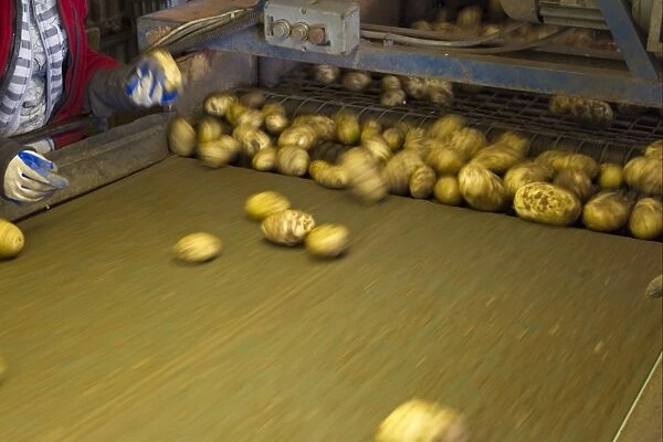 Potato (Solanum tuberosum) crop, harvested tubers in sorting machine, Lincolnshire, England, august