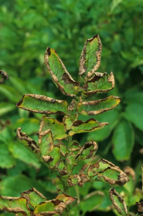 Framed Print : Potato (Solanum tuberosum) crop, close-up of leaves damaged by Leafhopper (Cicadellidae sp. ), U. S. A