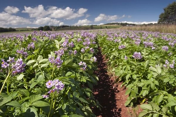 Potato (Solanum tuberosum) healthy crop, flowering in field, Scotland, August