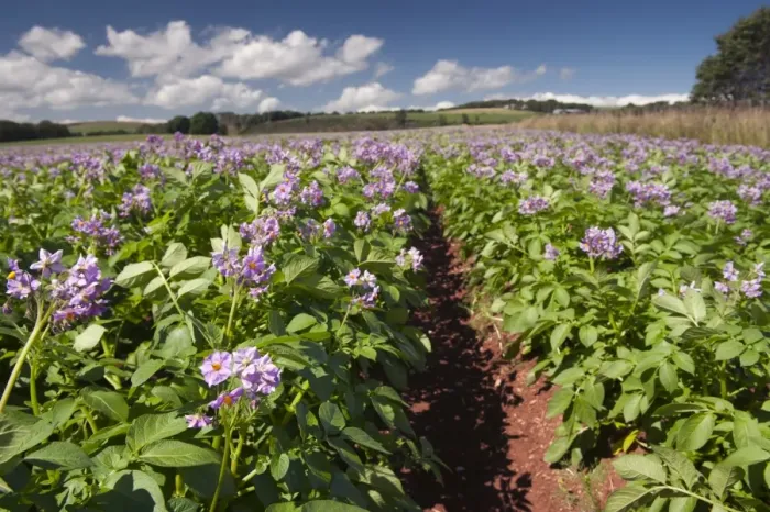 Framed Print : Potato (Solanum tuberosum) healthy crop, flowering in field, Scotland, August Framed Print : Potato (Solanum tuberosum) healthy crop, flowering in field, Scotland, August