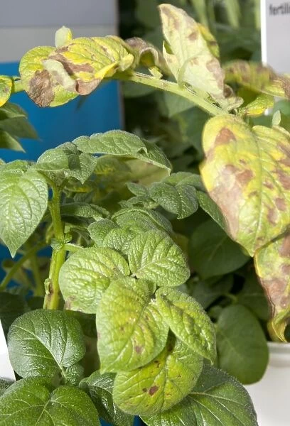 Potato (Solanum tuberosum) magnesium deficiency, close-up of leaves