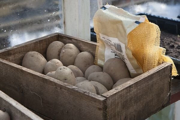 Potato (Solanum tuberosum) Maris Piper variety, seed tubers in wooden box, in garden greenhouse, Chipping, Lancashire