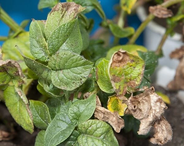 Potato (Solanum tuberosum) potassium deficiency, close-up of leaves