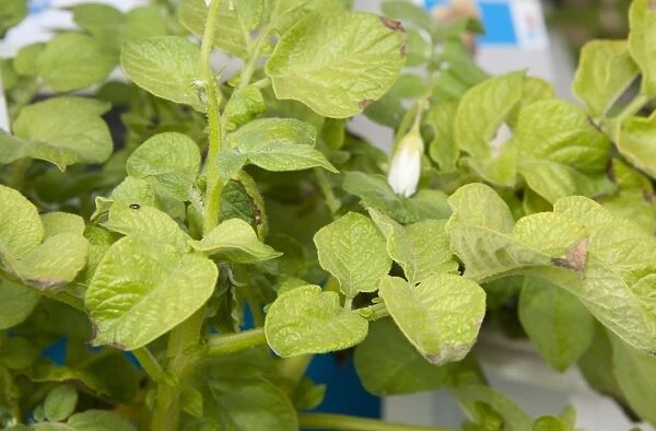Potato (Solanum tuberosum) sulphur deficiency, close-up of leaves