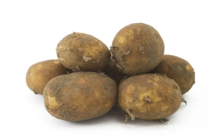 Framed Print : Potato (Solanum tuberosum) tubers Framed Print : Potato (Solanum tuberosum) tubers