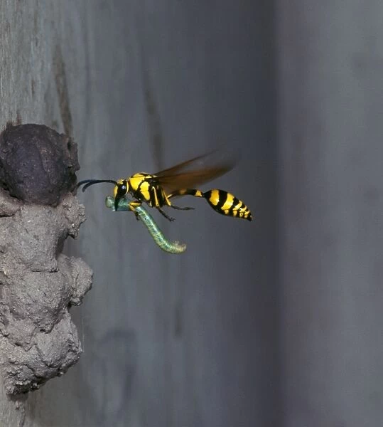 Potter Wasp (Eumenes flavi pinta) In flight  /  taking food to nest