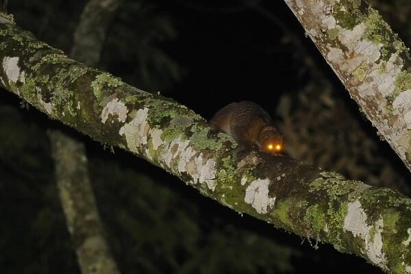 Potto (Perodicticus potto) adult, climbing on branch at night (one of few exhisting photographs in wild)