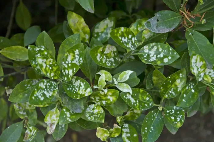 Framed Print : Powdery mildew, Erysiphe euonymicola, white spotting on the leaves of a Euonymus foliage garden shrub in Ravello, Italy