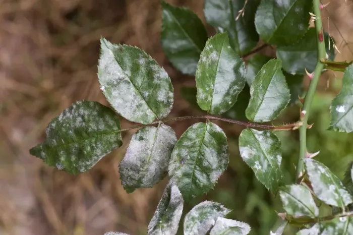 Framed Print : Powdery mildew, Podosphaera pannosa, on rose leaves Framed Print : Powdery mildew, Podosphaera pannosa, on rose leaves