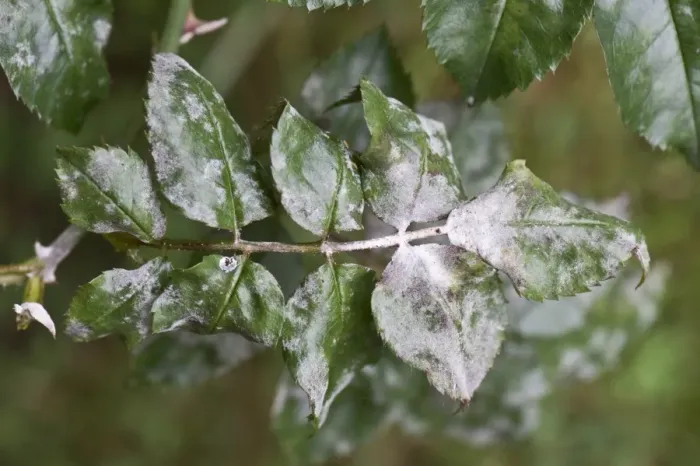 Framed Print : Powdery mildew, Podosphaera pannosa, on rose leaves