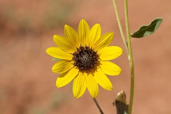 Prairie Sunflower - Utah America Helianthus petiolaris