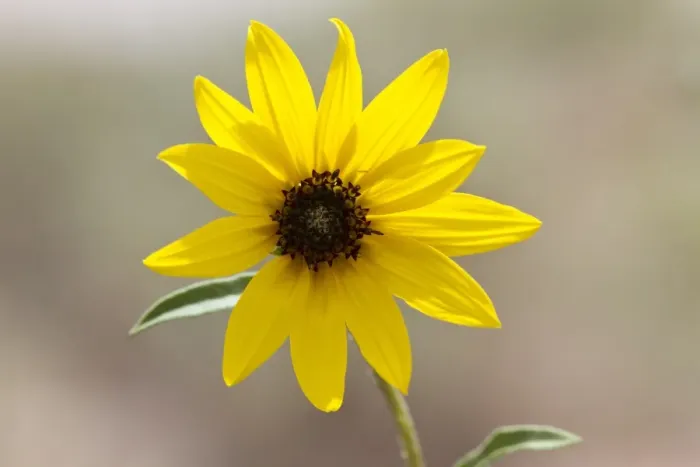 Framed Print : Prairie Sunflower - Utah America Helianthus petiolaris Framed Print : Prairie Sunflower - Utah America Helianthus petiolaris