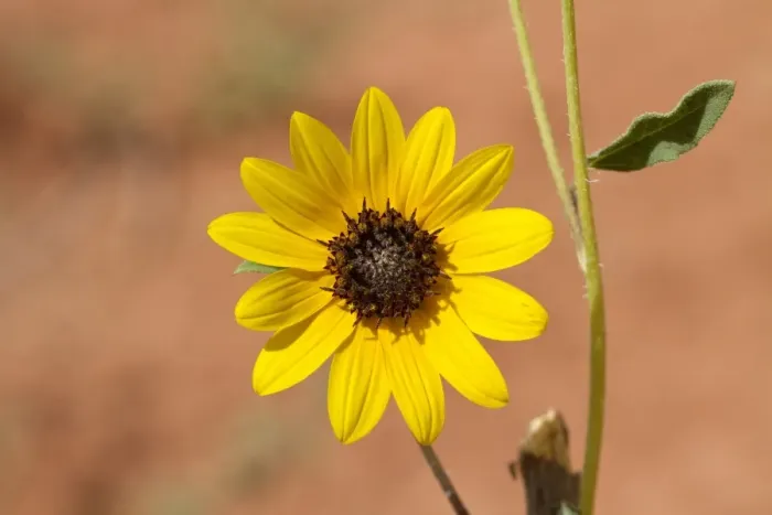 Framed Print : Prairie Sunflower - Utah America Helianthus petiolaris Framed Print : Prairie Sunflower - Utah America Helianthus petiolaris