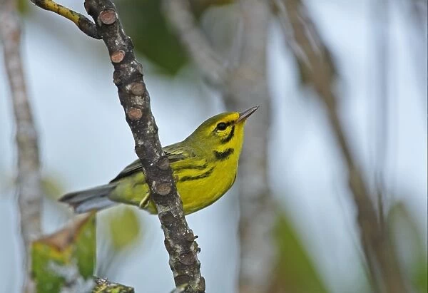 Prairie Warbler (Dendroica discolor discolor) adult male, perched on branch, Port Antonio, Jamaica, march
