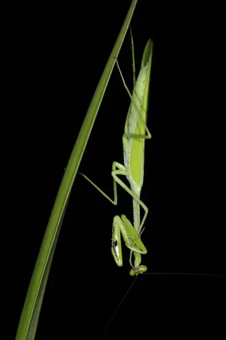 Framed Print : Praying Mantis (Stagmatoptera binotata) adult, resting on leaf at night, Iwokrama Rainforest, Guyana Framed Print : Praying Mantis (Stagmatoptera binotata) adult, resting on leaf at night, Iwokrama Rainforest, Guyana