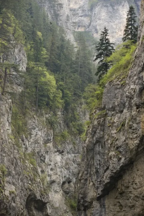 Framed Print : Precipitous limestone cliffs with spruce trees in mist, Trigrad Gorge, Rhodopi Mountains, Bulgaria, may Framed Print : Precipitous limestone cliffs with spruce trees in mist, Trigrad Gorge, Rhodopi Mountains, Bulgaria, may