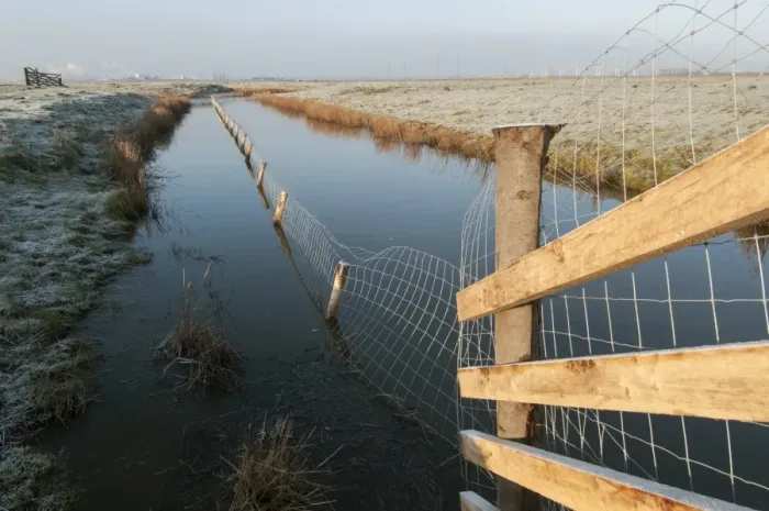 Framed Print : Predator control fence on reserve, Elmley Marshes N. N. R. North Kent Marshes, Isle of Sheppey, Kent, England, March Framed Print : Predator control fence on reserve, Elmley Marshes N. N. R. North Kent Marshes, Isle of Sheppey, Kent, England, March
