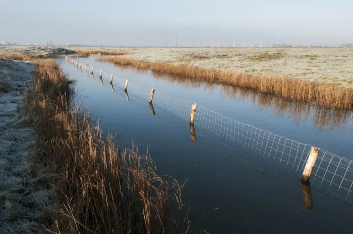 Framed Print : Predator control fence on reserve, Elmley Marshes N. N. R. North Kent Marshes, Isle of Sheppey, Kent, England, March