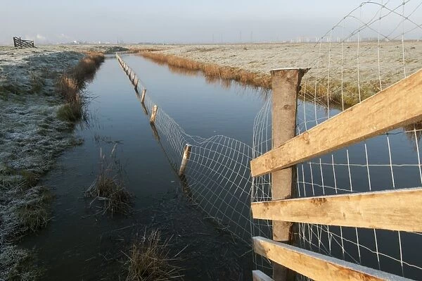 Predator control fence on reserve, Elmley Marshes N. N. R. North Kent Marshes, Isle of Sheppey, Kent, England, March