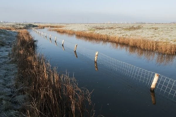 Predator control fence on reserve, Elmley Marshes N. N. R. North Kent Marshes, Isle of Sheppey, Kent, England, March