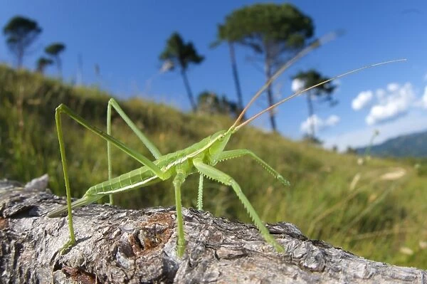 Predatory Bush-cricket (Saga pedo) subadult, on branch in habitat, Italy